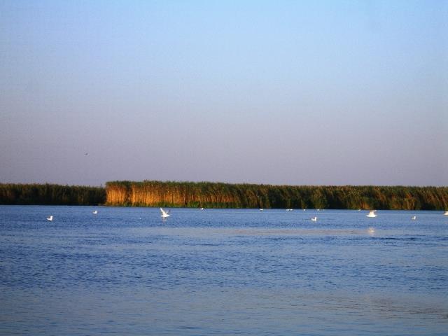 delta rosu 2008 - rosu-2008-109.jpg